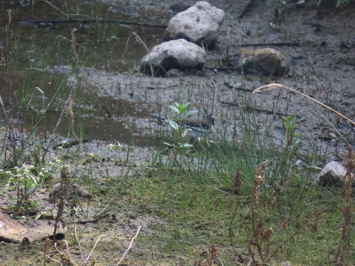 konipas indický - ML646435858