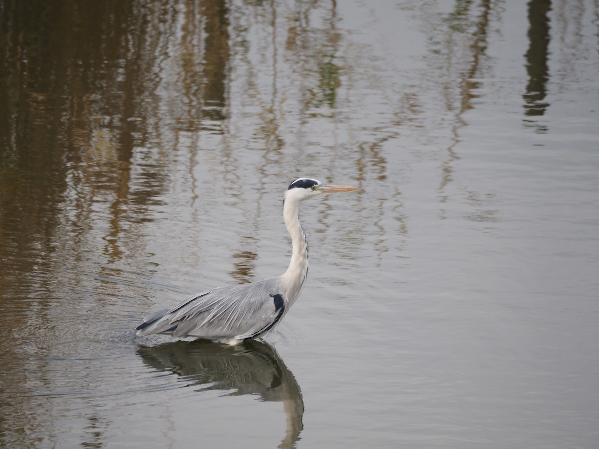 Gray Heron - ML646435859