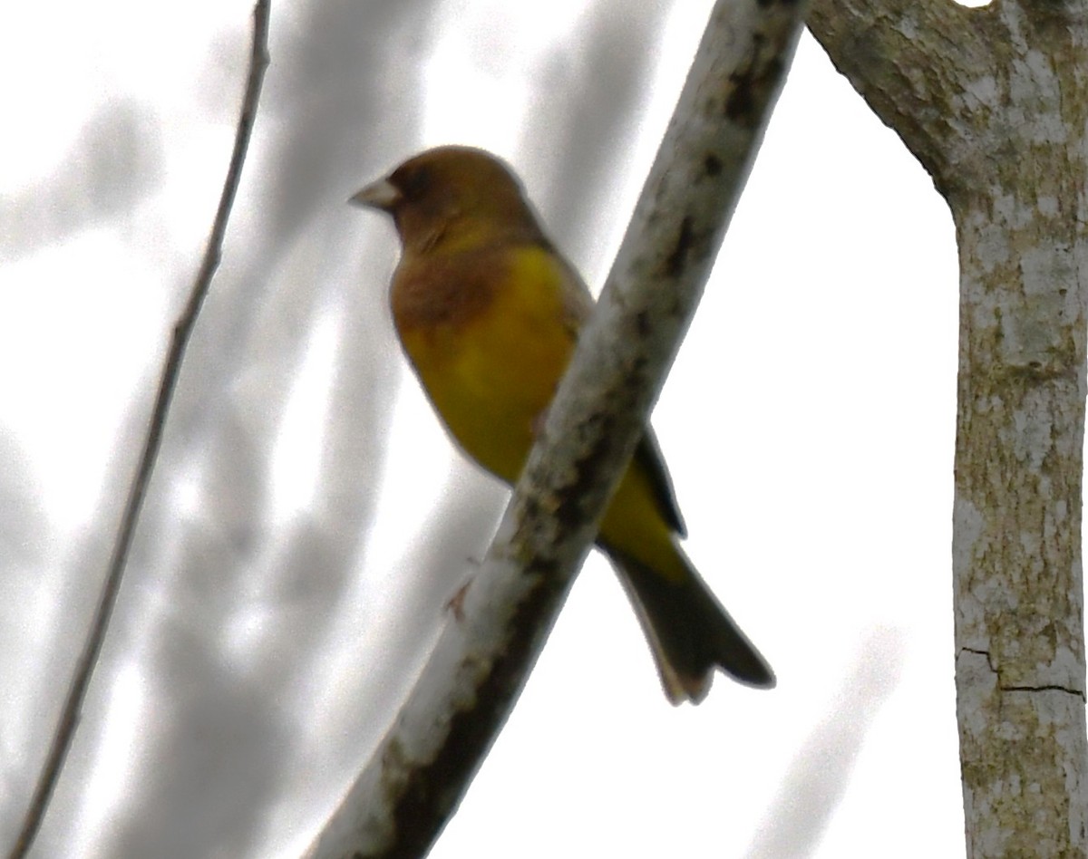 Bruant à tête rousse - ML646435860