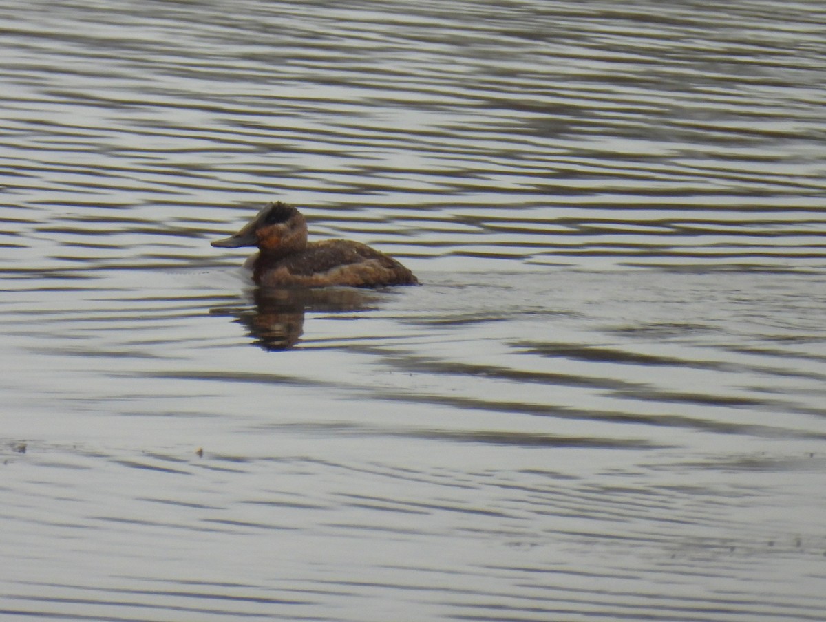 アカオタテガモ - ML646435861