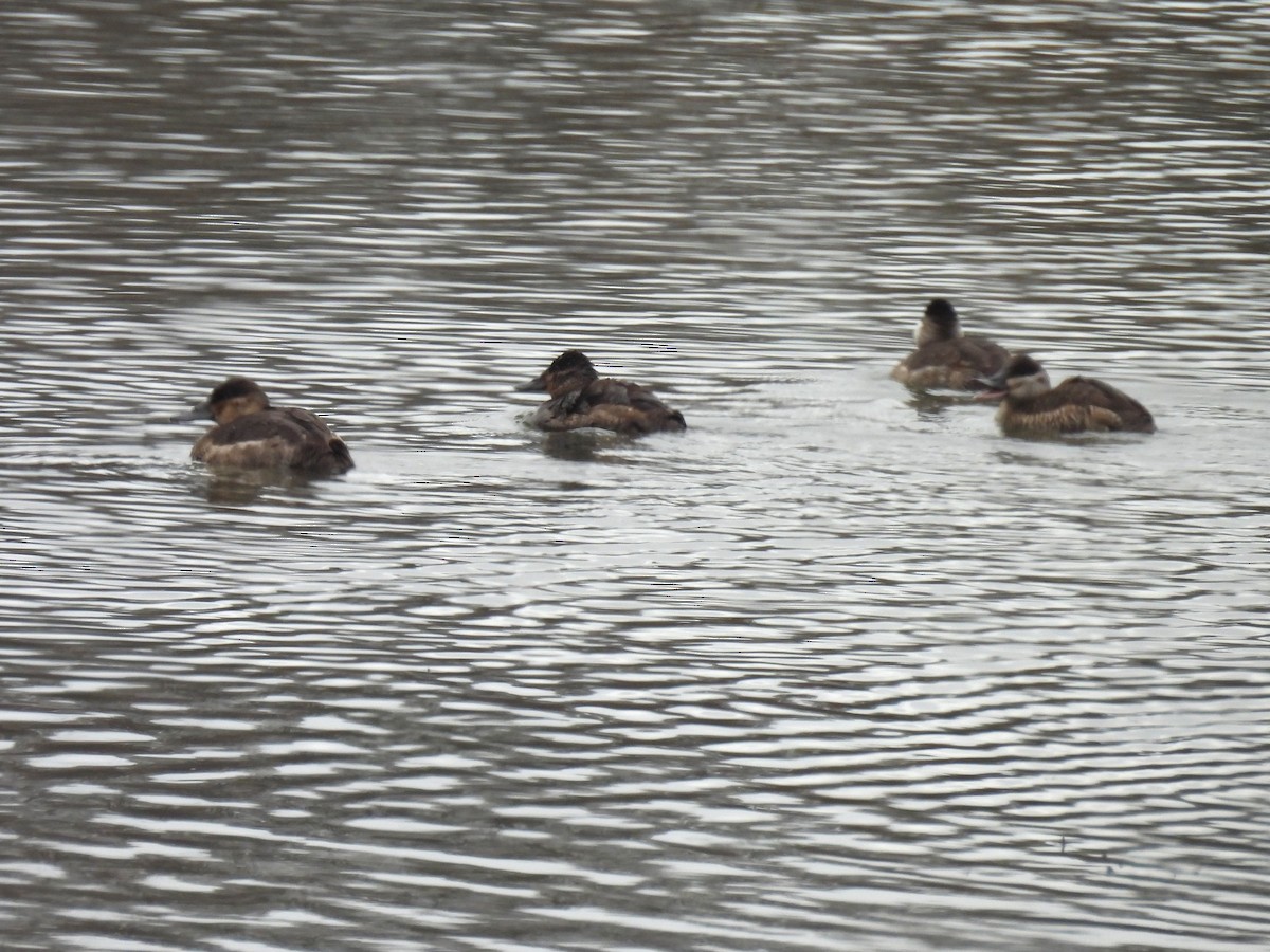 アカオタテガモ - ML646435862