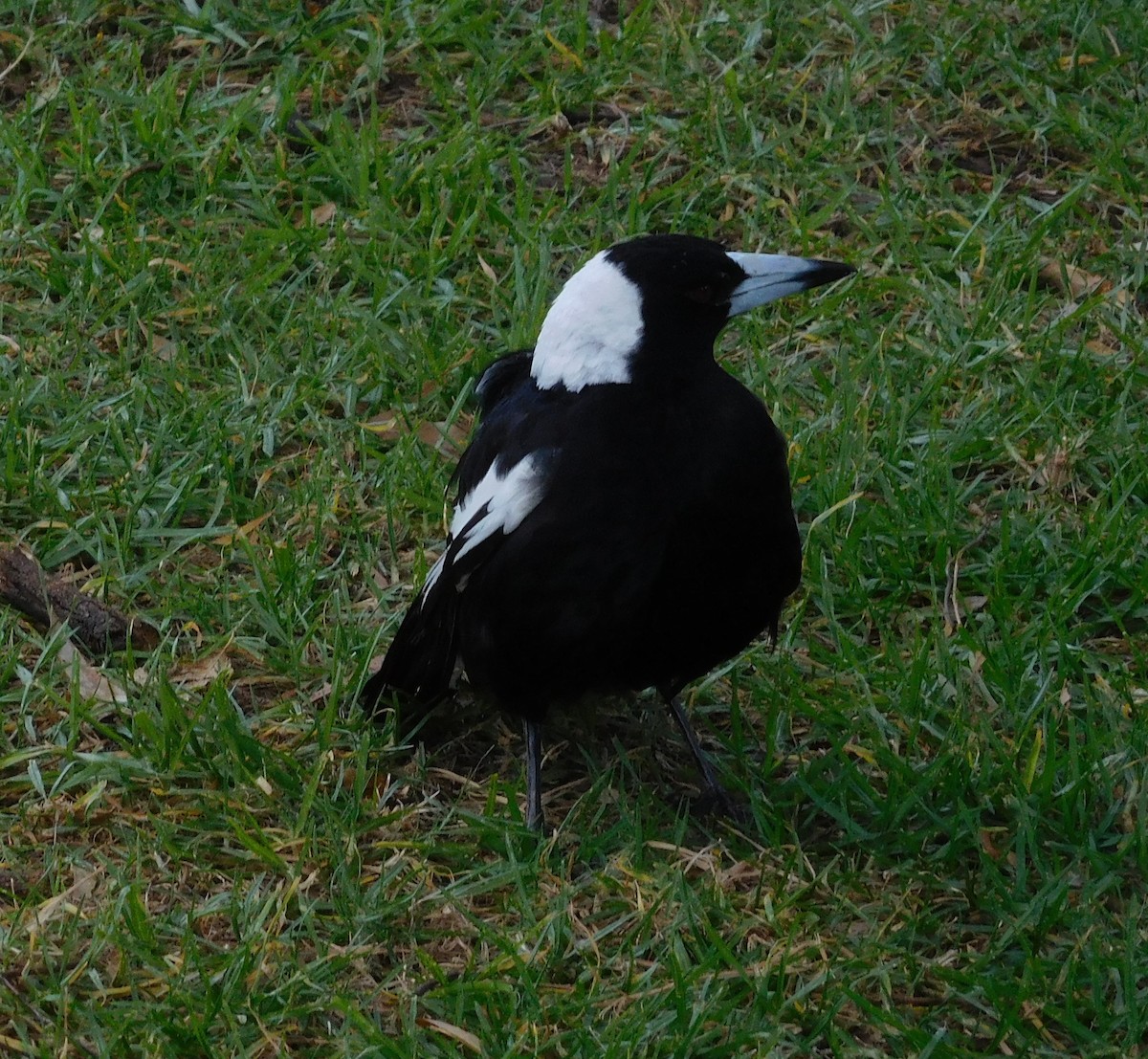 Australian Magpie - ML646435863