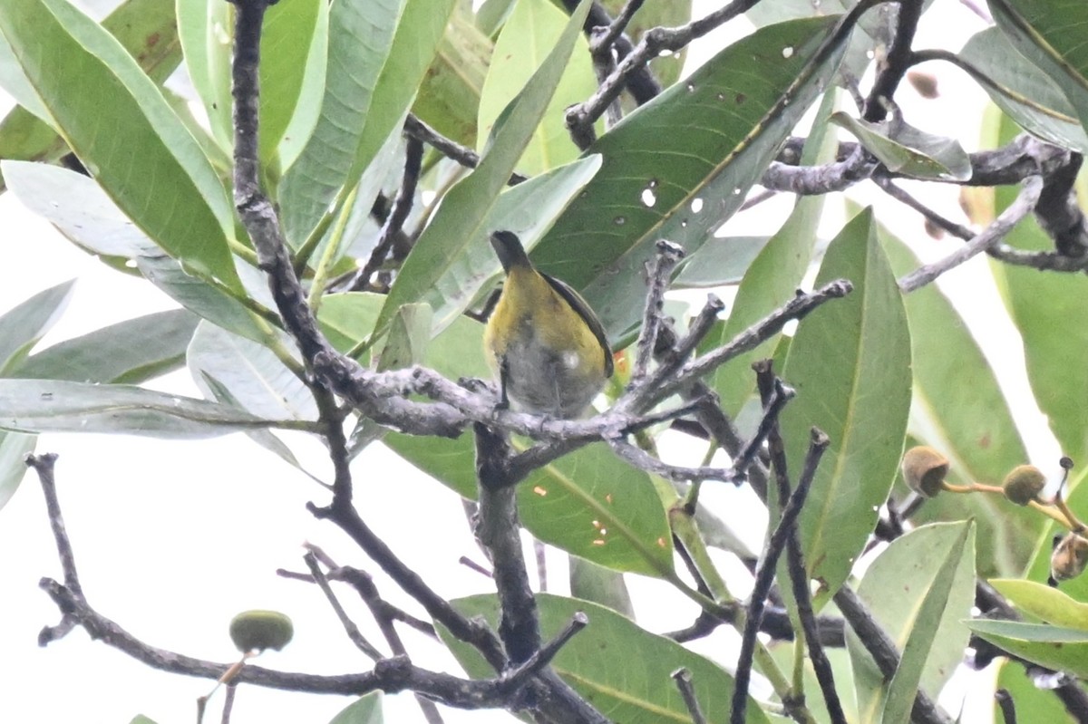 Golden-bellied Euphonia - ML646435866