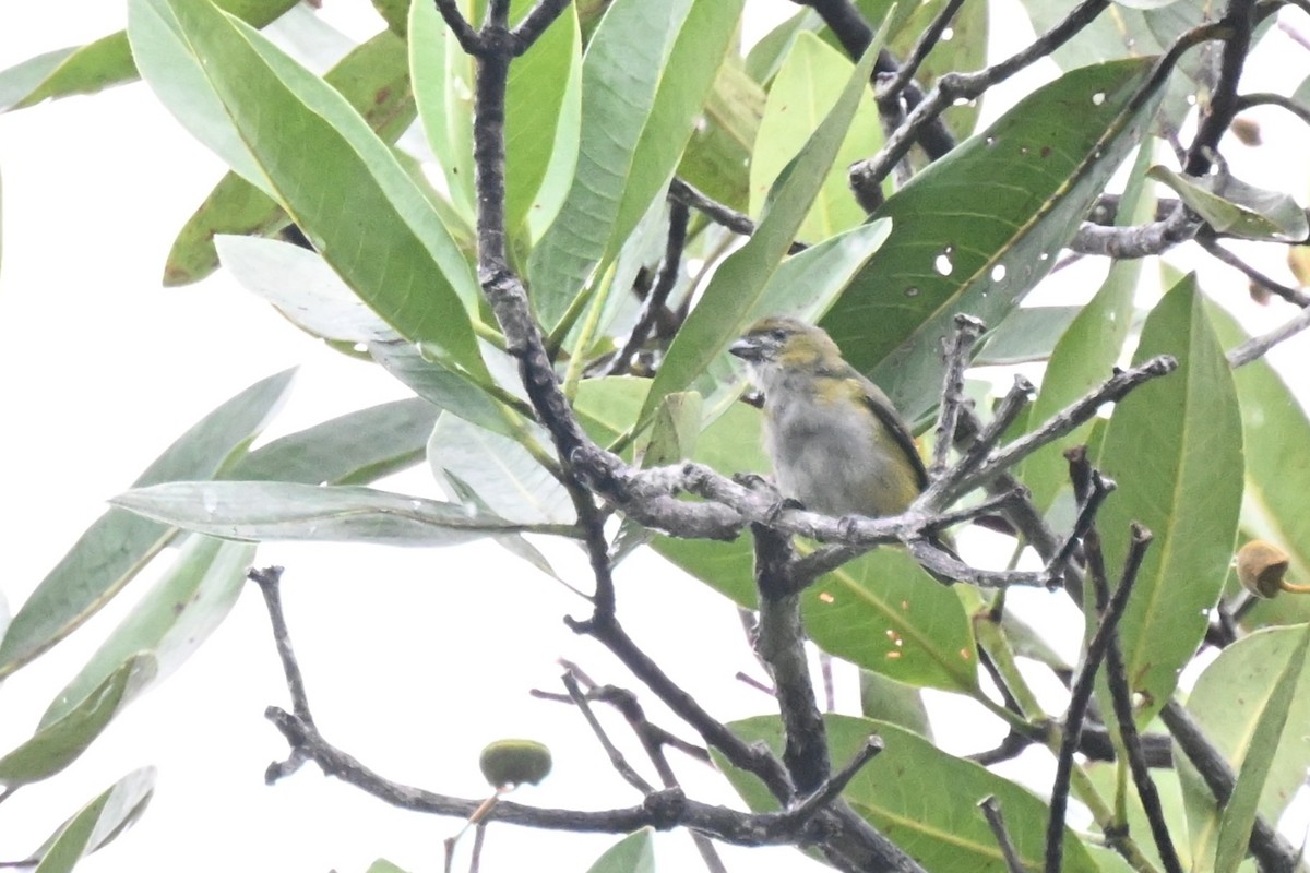Golden-bellied Euphonia - ML646435867