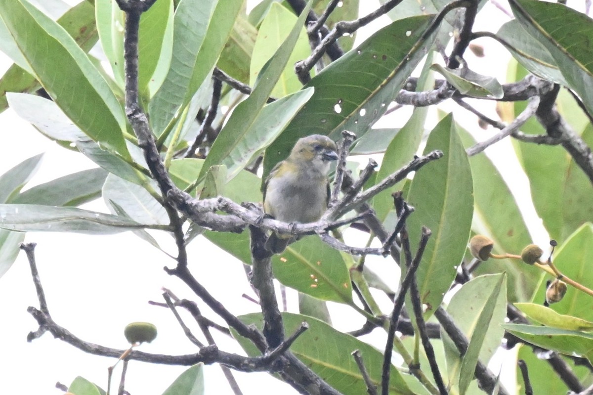 Golden-bellied Euphonia - ML646435868