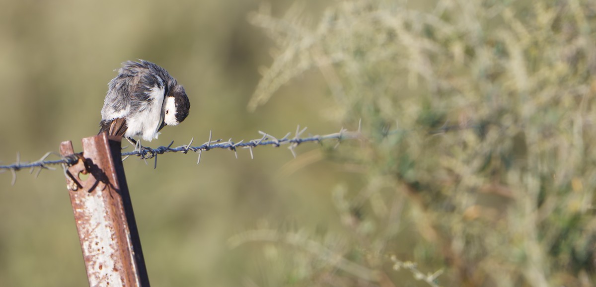 White-fronted Chat - ML646435869