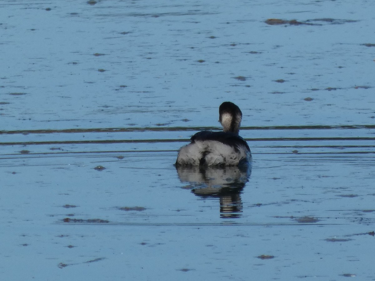 potápka černokrká - ML646435870