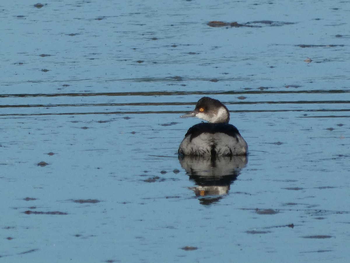 potápka černokrká - ML646435871