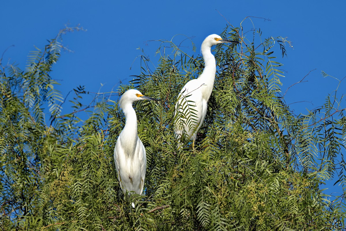 Garceta Nívea - ML646435872