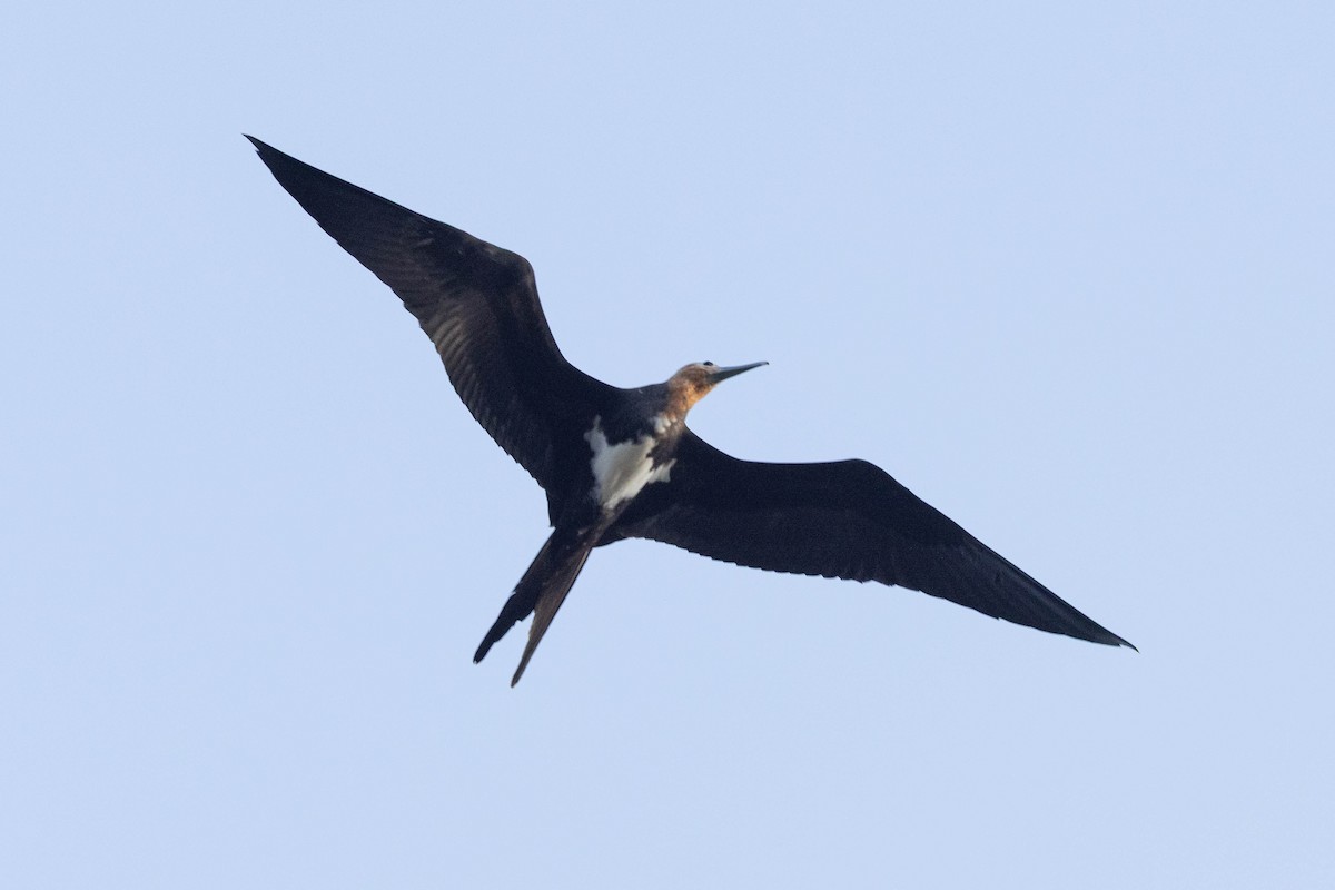 白斑軍艦鳥 - ML646435875