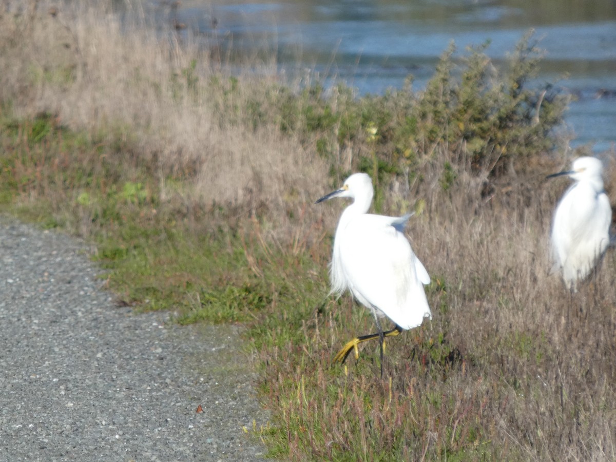 Snowy Egret - ML646435876