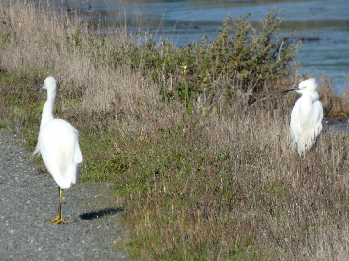 Snowy Egret - ML646435877