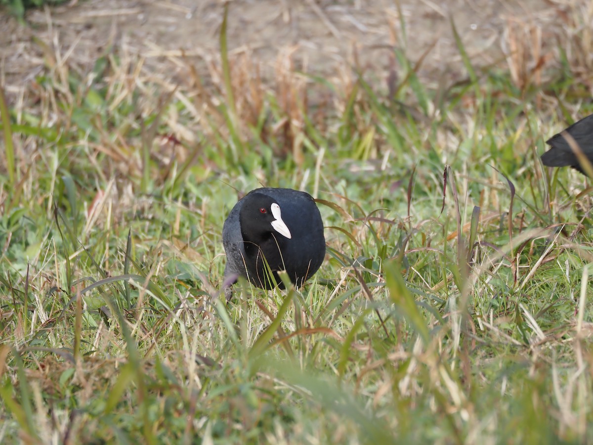 Eurasian Coot - ML646435879
