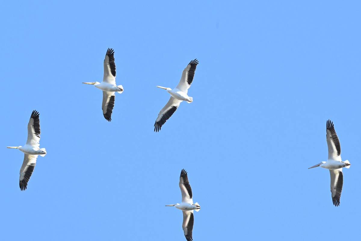 Pélican d'Amérique - ML646435880