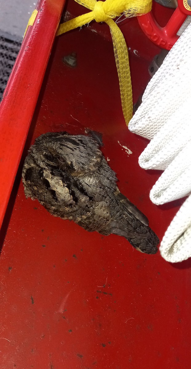 Eastern Whip-poor-will - ML646435881