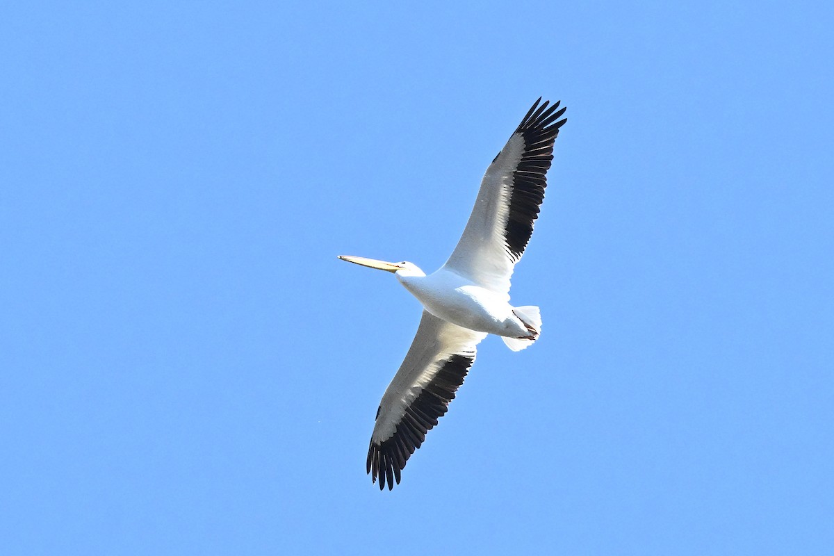 Pélican d'Amérique - ML646435882