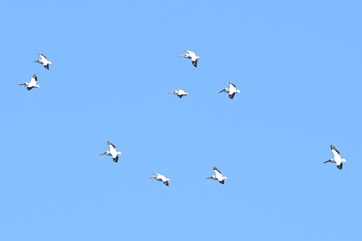 Pélican d'Amérique - ML646435883