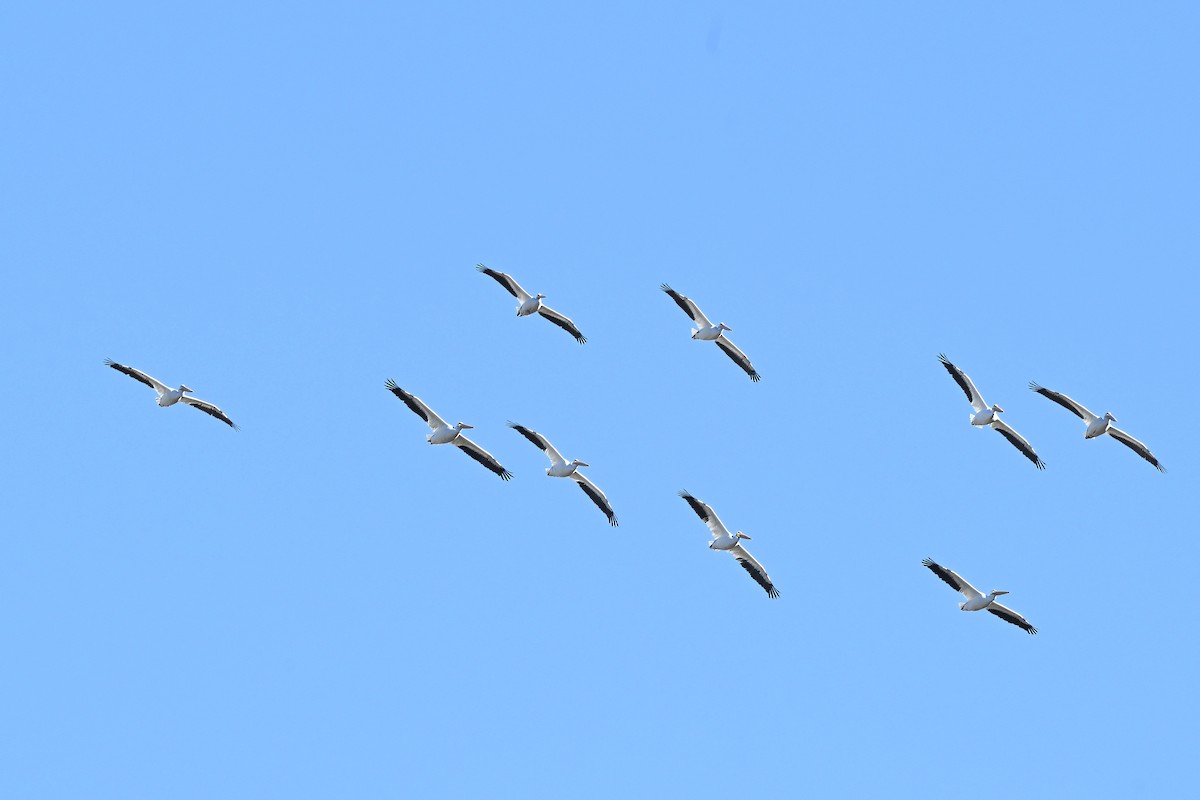 Pélican d'Amérique - ML646435884