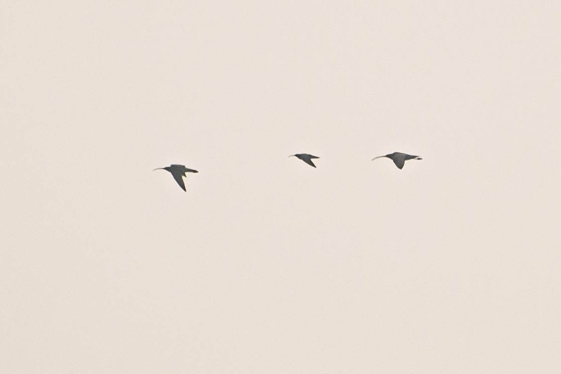 Eurasian Curlew - ML646435885