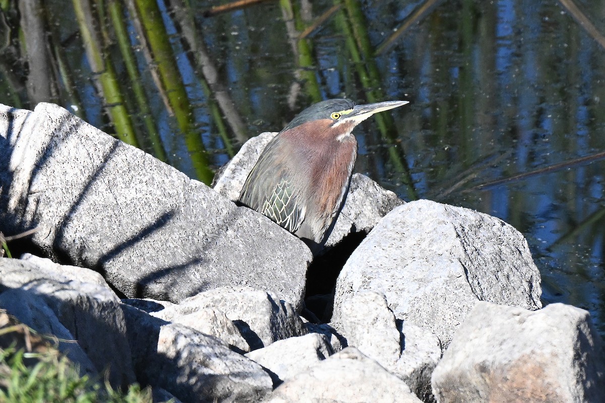 Héron vert - ML646435887