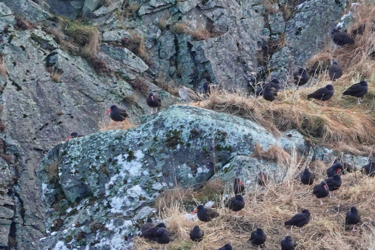 Hudsonian Whimbrel - ML646435891