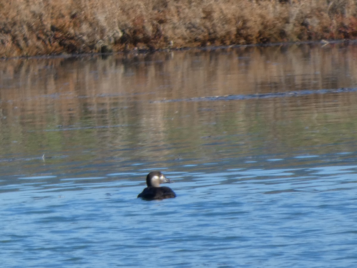 Surf Scoter - ML646435892