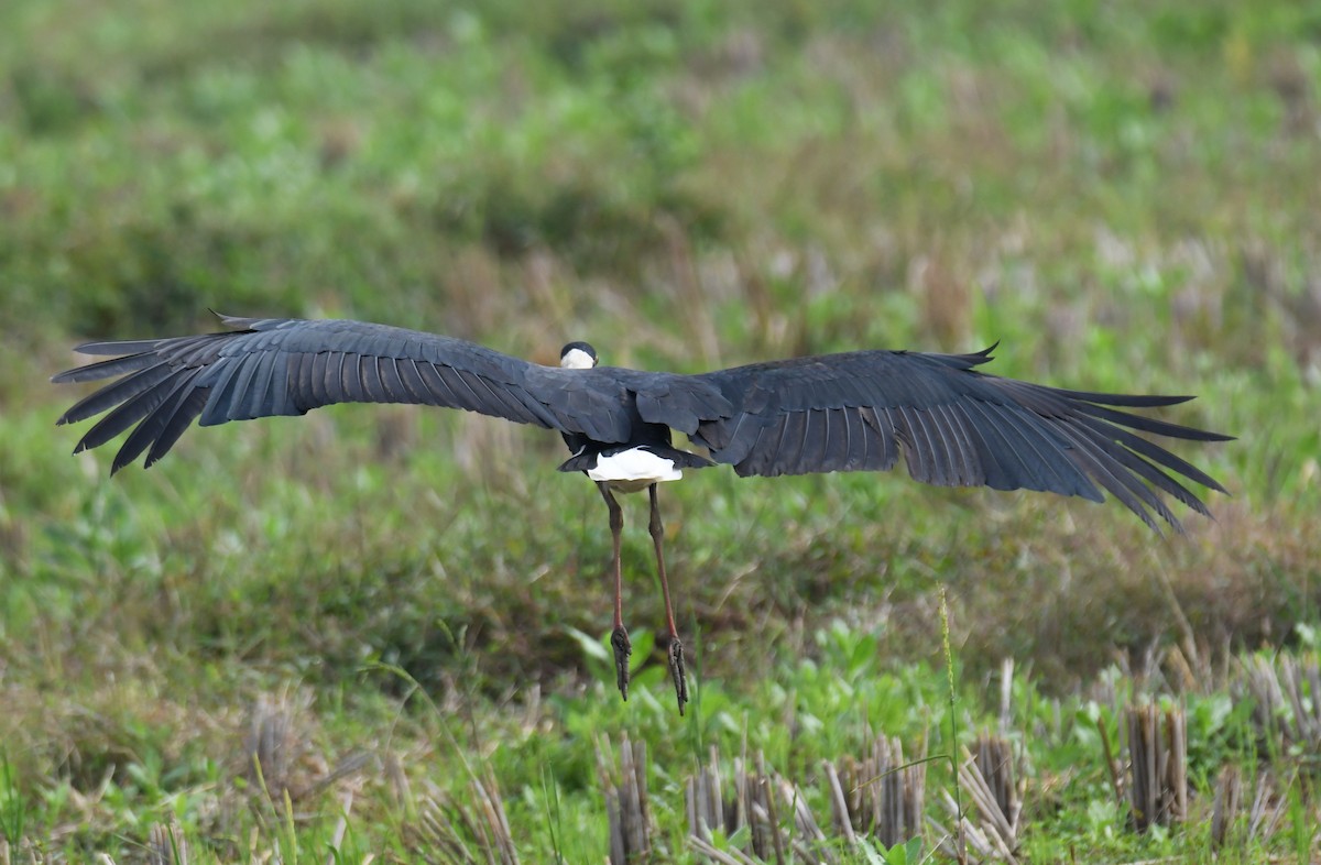 Asya Keşiş Leyleği - ML646435894