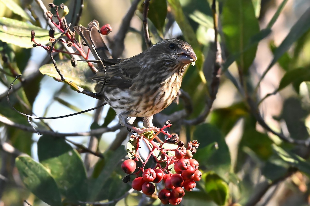 Purpurgimpel - ML646435895