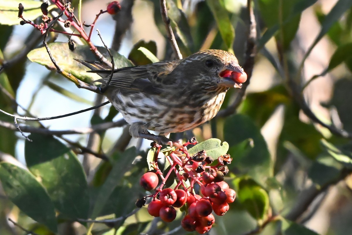 Purpurgimpel - ML646435896