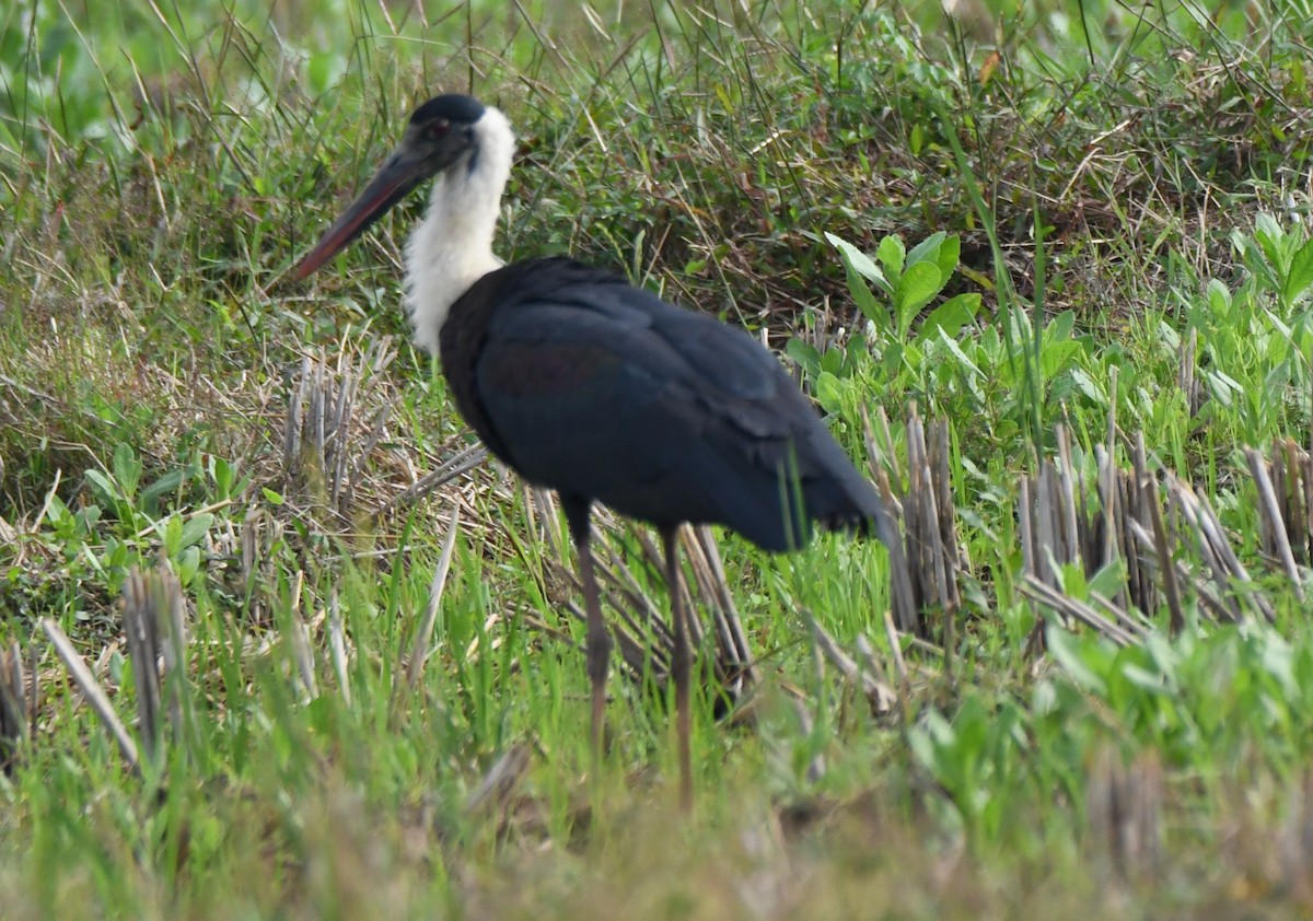 Asya Keşiş Leyleği - ML646435897