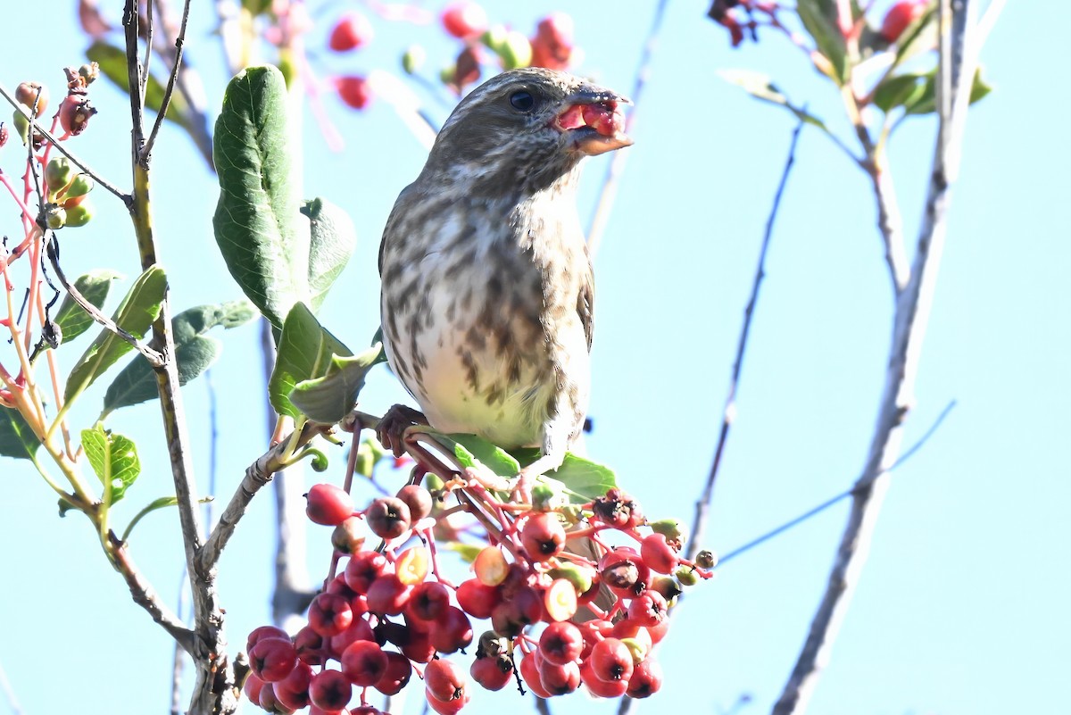 Purpurgimpel - ML646435898