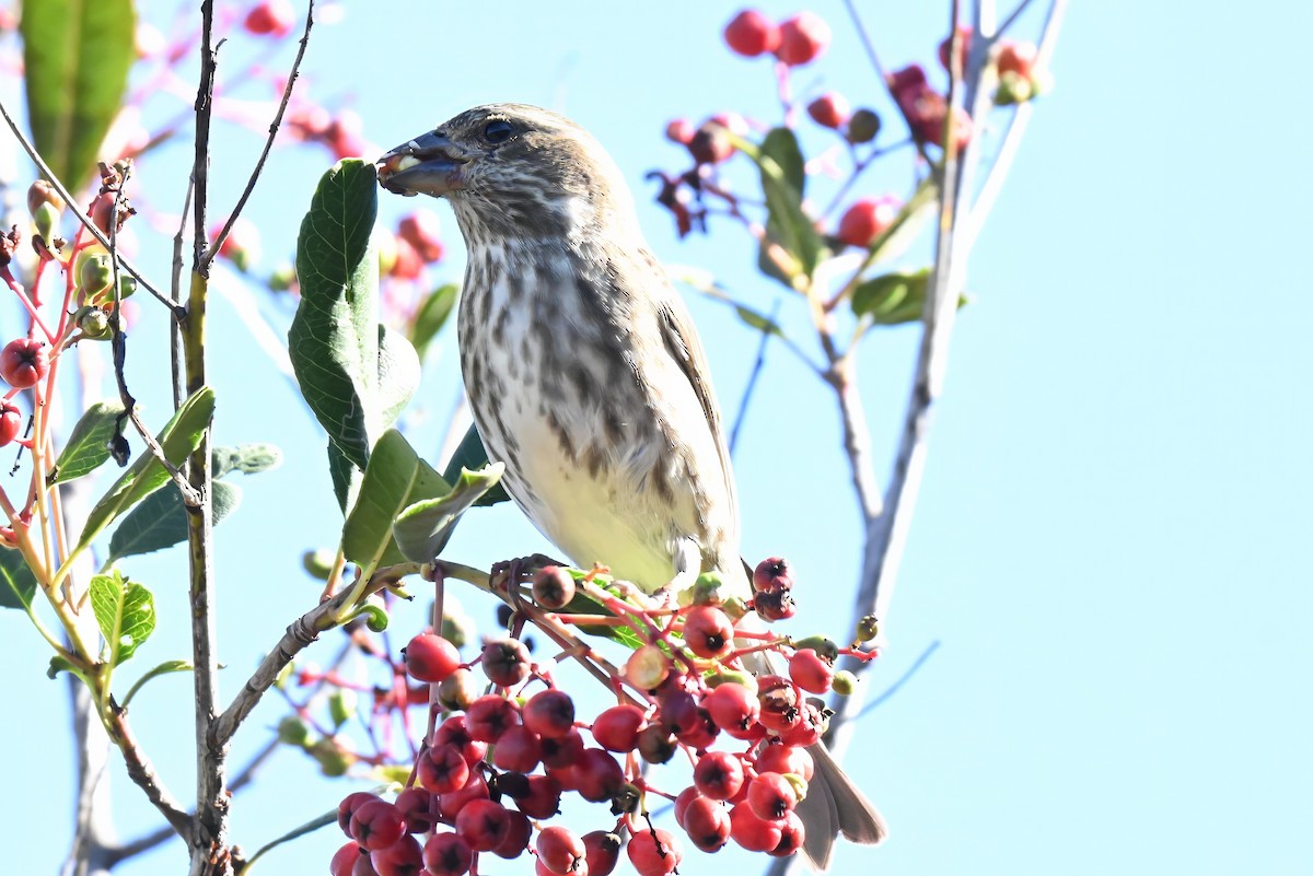 Purple Finch - ML646435899