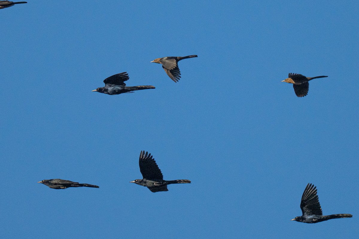 Great-tailed Grackle - ML646435900