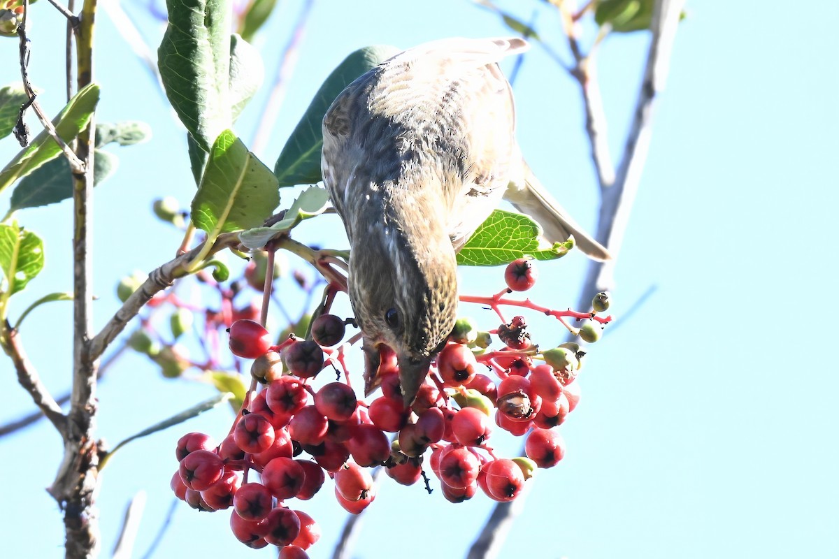 Purple Finch - ML646435901