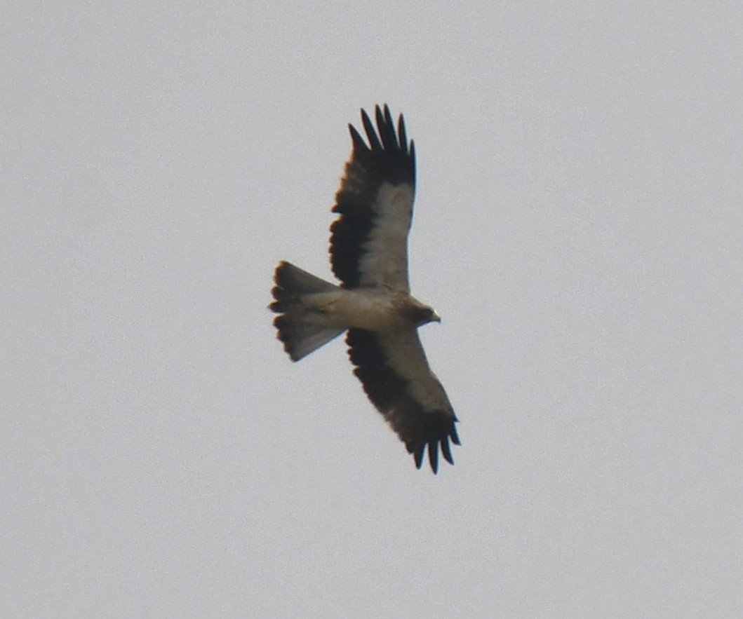 Küçük Kartal - ML646435902