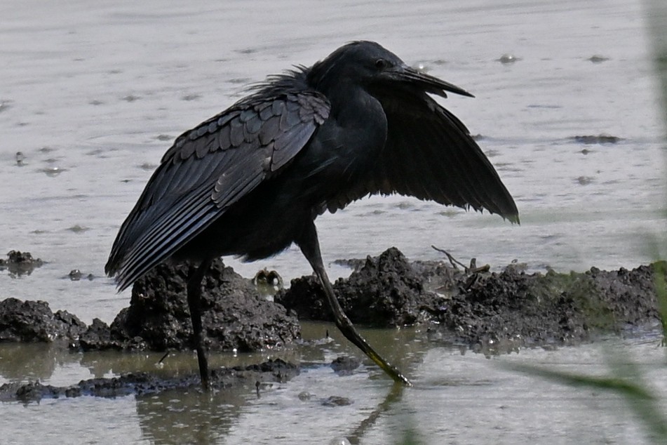 Black Heron - ML646435903
