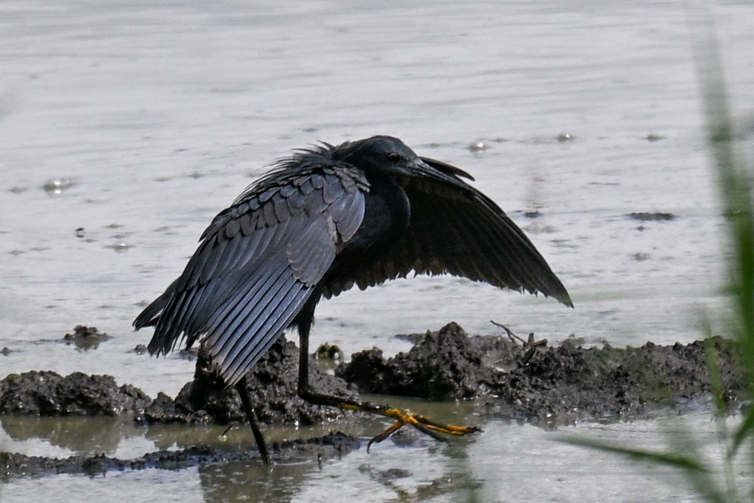 Black Heron - ML646435904