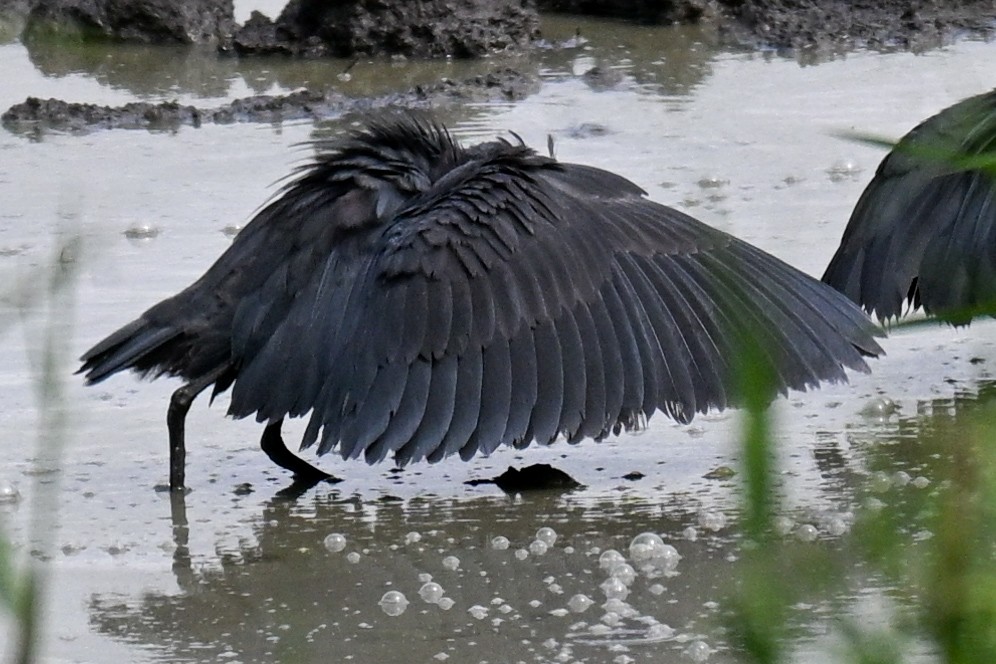 Black Heron - ML646435905