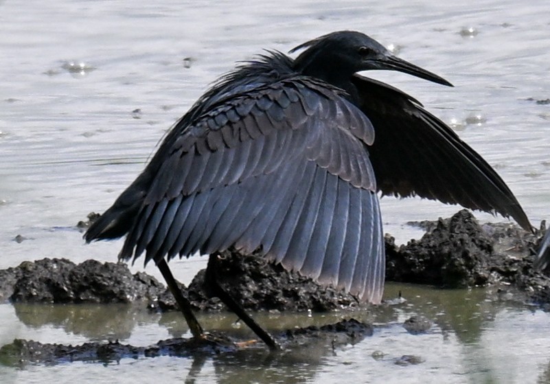 Black Heron - ML646435906