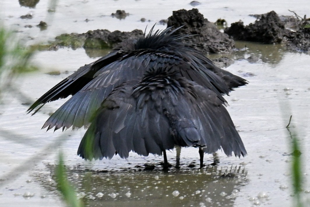 Black Heron - ML646435907