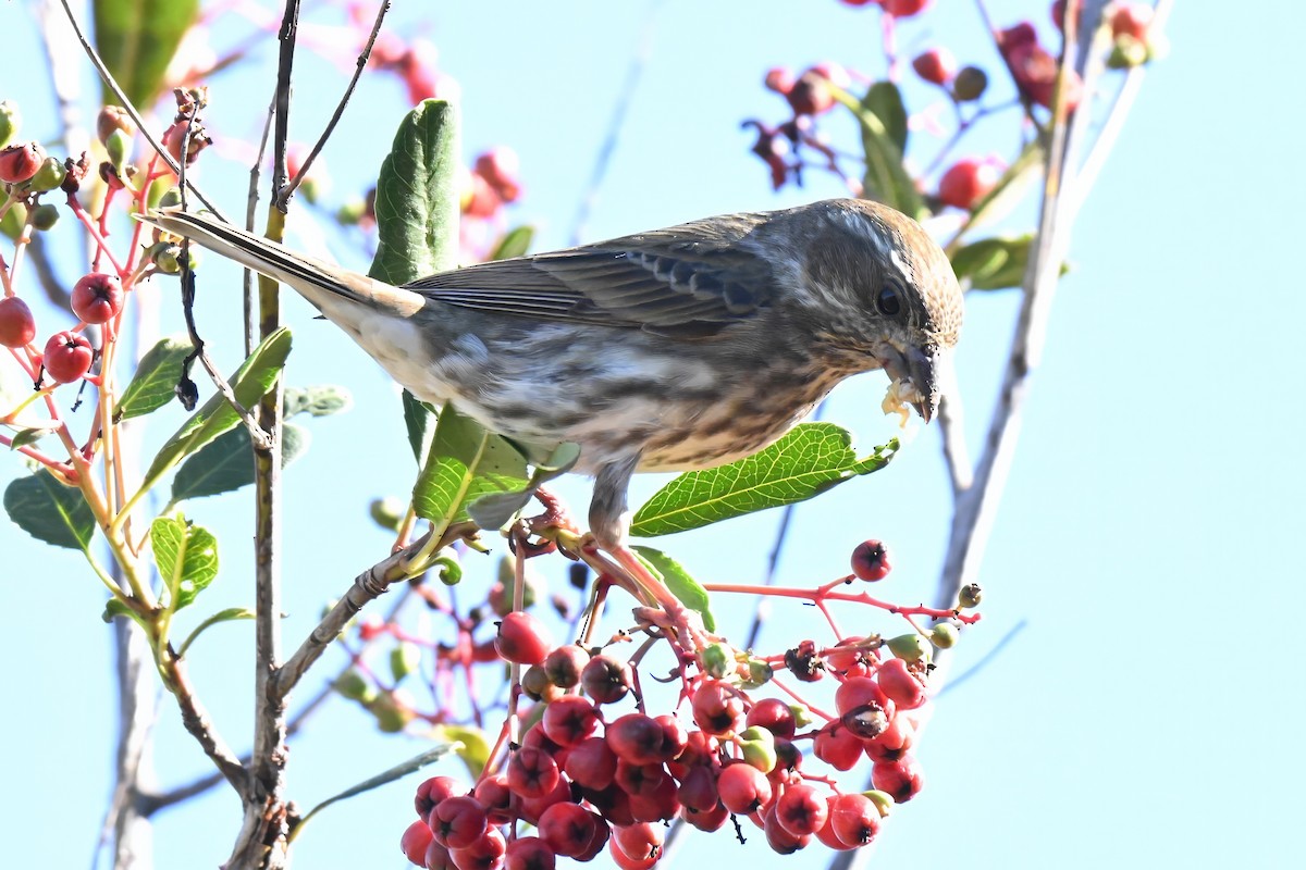 Purple Finch - ML646435908