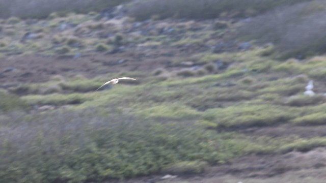 Phoenix Adaları Fırtınakuşu - ML646435909