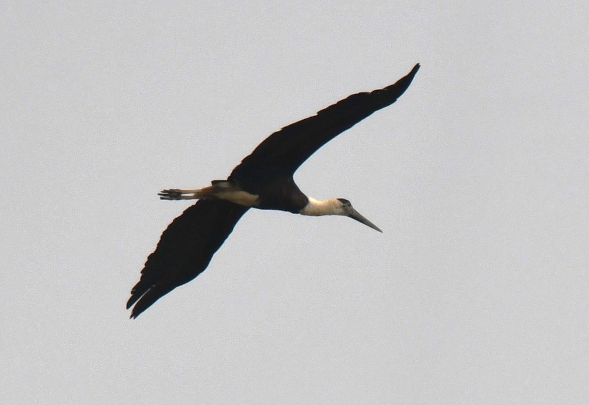 Asya Keşiş Leyleği - ML646435910