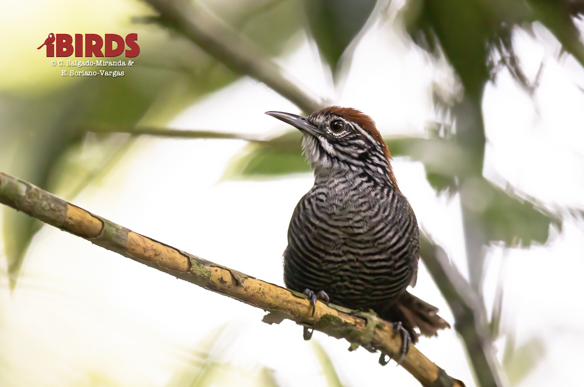 střízlík říční - ML646435911