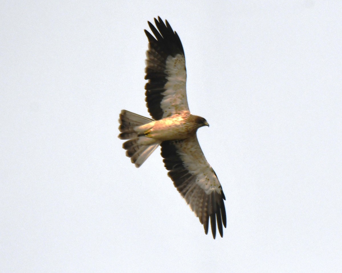 Küçük Kartal - ML646435915