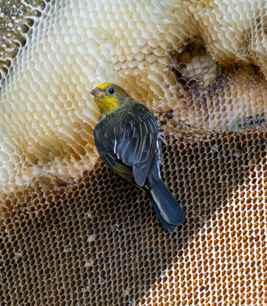 Yellow-rumped Honeyguide - ML646435916