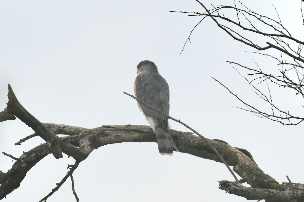 Cooper's Hawk - ML646435918