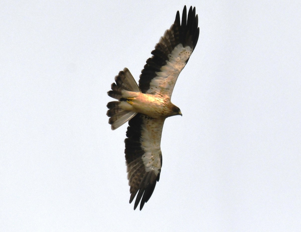 Küçük Kartal - ML646435920