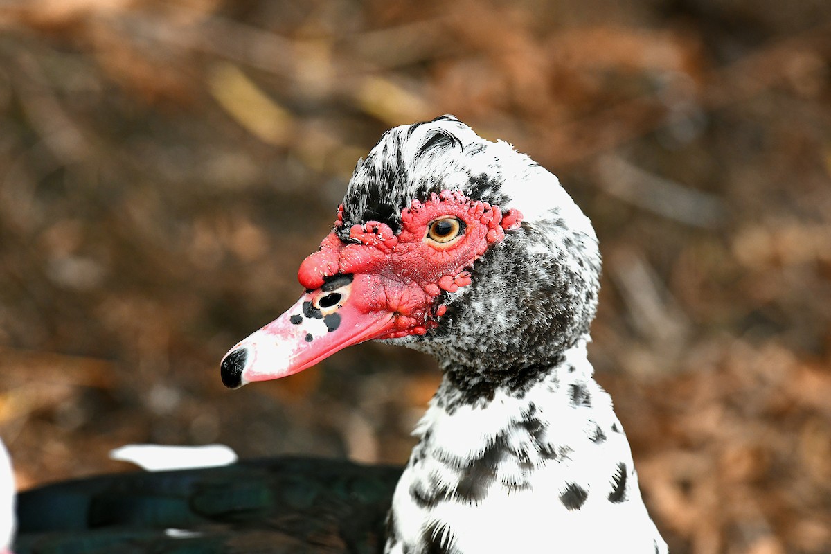 Muscovy Duck (Domestic type) - ML646435923