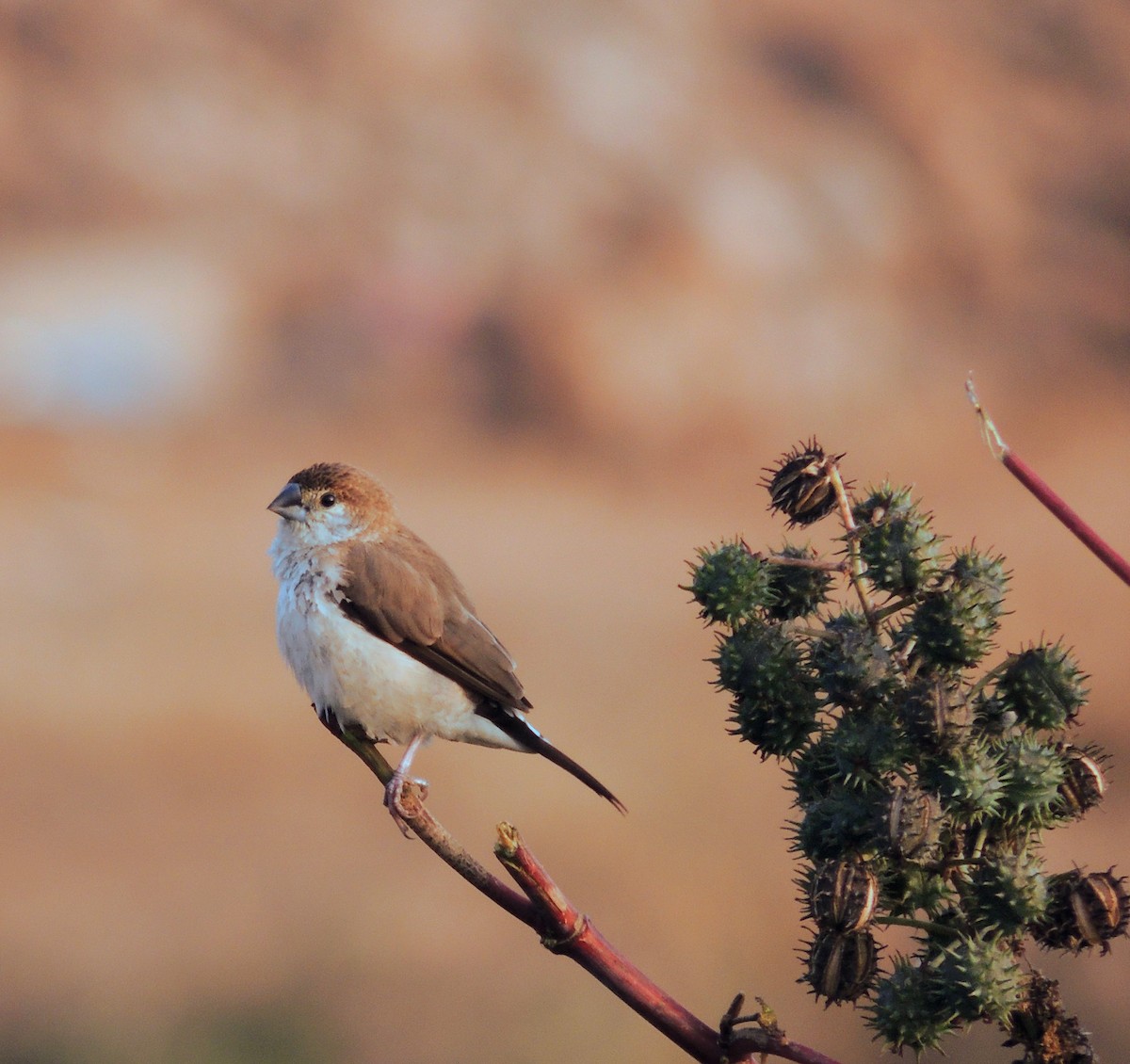 Indian Silverbill - ML646435926